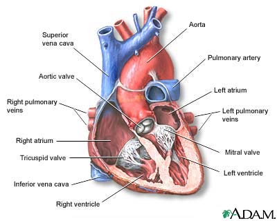 heart-section-through-the-middle.jpg